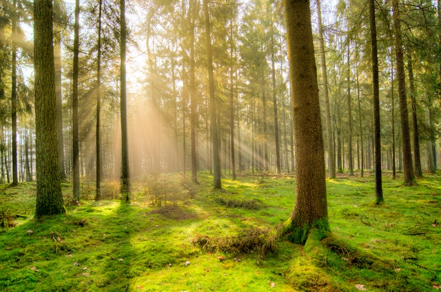 che cos'è l'energia sottile - un bellissimo bosco è l'esempio di un ambiente carico di energia sottile di ottima qualità